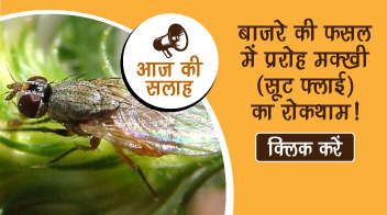 बाजरे की फसल में प्ररोह मक्खी (सूट फ्लाई) का रोकथाम!