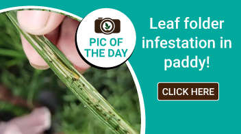 Leaf folder infestation in paddy