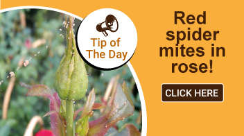 Red spider mites in rose:
