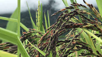 काले चावल की खेती करेगी किसानों की आमदनी दोगुनी, विदेशों तक एक्सपोर्ट होगी उपज