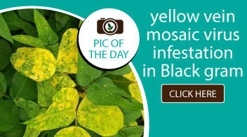 yellow vein mosaic virus infestation in Black gram