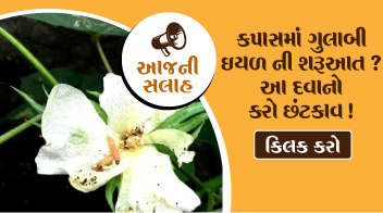 કપાસમાં ગુલાબી ઇયળની શરુઆત થઇ ગઇ હોય તો આ દવાનો છંટકાવ કરો