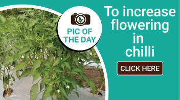 To increase flowering in chilli
