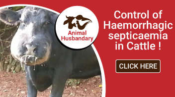 Control of Haemorrhagic septicaemia in Cattle !
