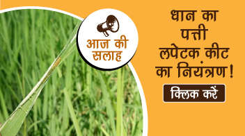 धान का पत्ती लपेटक कीट का नियंत्रण!