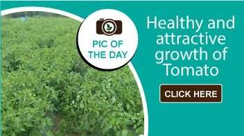 Healthy and attractive growth of Tomato 