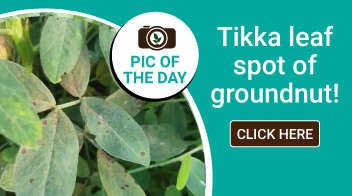 Tikka leaf spot of groundnut