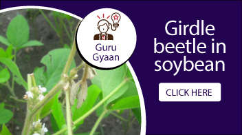 Girdle beetle in soybean