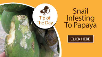 Snail infesting to papaya