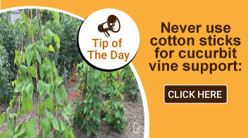 Never use cotton sticks for cucurbit vine support:
