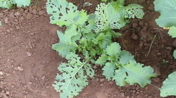 
One pest that defoliate the mustard crop after one 
fortnight of sowing, know about that insect