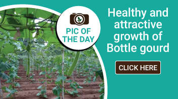Healthy and attractive growth of Bottle gourd
