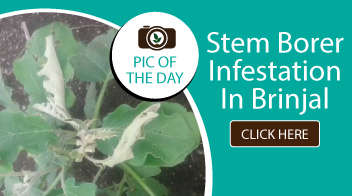 Stem borer infestation in brinjal