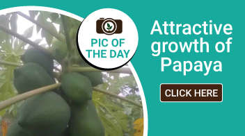 Attractive growth of Papaya