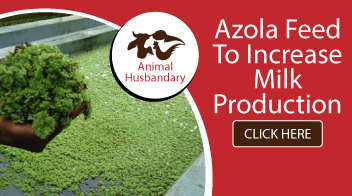 Azolla feed to increase milk production