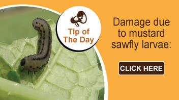 Damage due to mustard sawfly larvae: