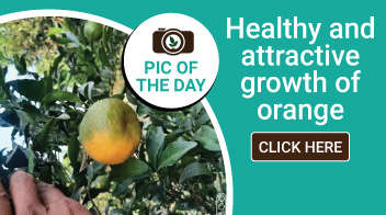 Healthy and attractive growth of orange