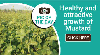 Healthy and attractive growth of Mustard