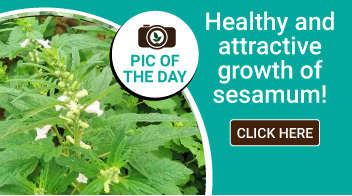 Healthy and attractive growth of sesamum