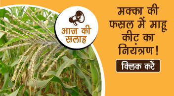 मक्का की फसल में माहू कीट का नियंत्रण!