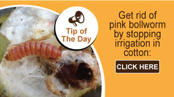 Get rid of pink bollworm by stopping irrigation in cotton: