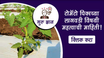टोमॅटो पिकाच्या लागवडीविषयी महत्वाची माहिती!