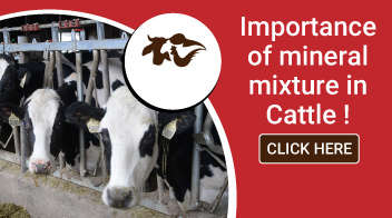Importance of mineral salts in animal nutrition!