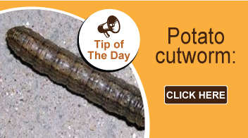 Potato cutworm