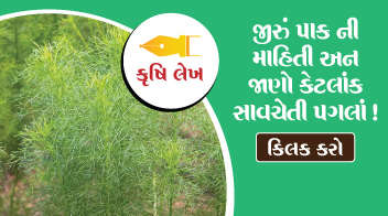 જીરું પાક ની માહિતી અને જાણો કેટલાંક સાવચેતી પગલાં !