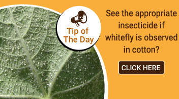 See the appropriate insecticide if whitefly is observed in cotton? 