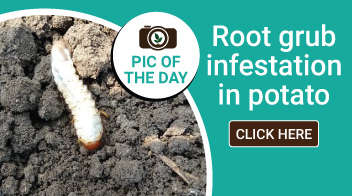 Root grub infestation in potato