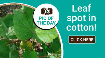 Leaf spot in cotton