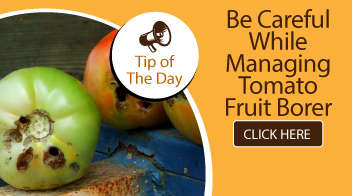 Be careful while managing tomato fruit borer