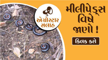 Know more about “Millipede