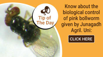 Know about the biological control of pink bollworm given by Junagadh Agril. Uni.: