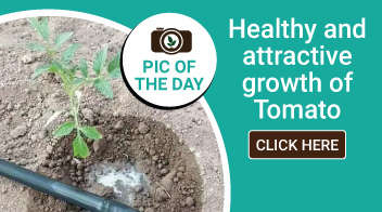 Healthy and attractive growth of Tomato 🍅