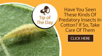 Have you seen these kinds of predatory insects in cotton? If so, take care of them