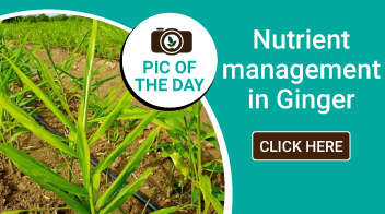 Nutrient management in Ginger