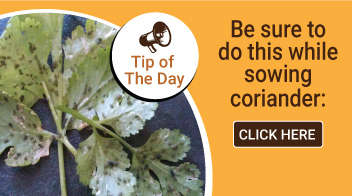 Be sure to do this while sowing coriander: