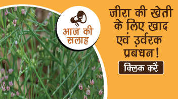 जीरा की खेती के लिए खाद एवं उर्वरक प्रबंधन!