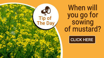 When will you go for sowing of mustard?