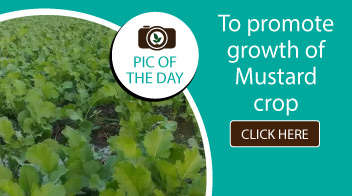 To promote growth of Mustard crop