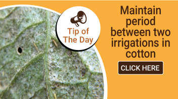 Maintain period between two irrigations in cotton