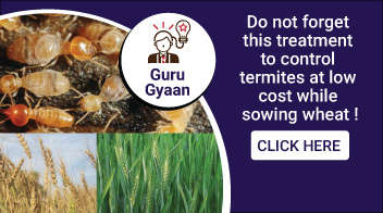 Do not forget this treatment to control termites at low cost while sowing wheat