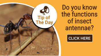 Do you know the functions of insect antennae?