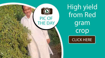 High yield from Red gram crop