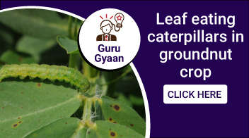 Leaf eating caterpillars in groundnut crop