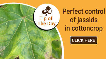 Perfect control of jassids in cotton crop