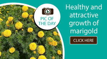 Healthy and attractive growth of marigold