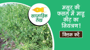 मसूर की फसल में माहू कीट का नियंत्रण!